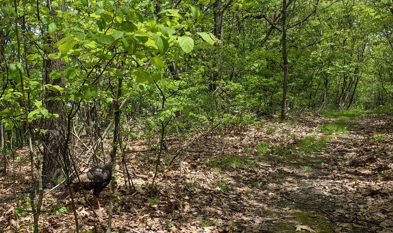 Turkey along the Rachel Carson Trail