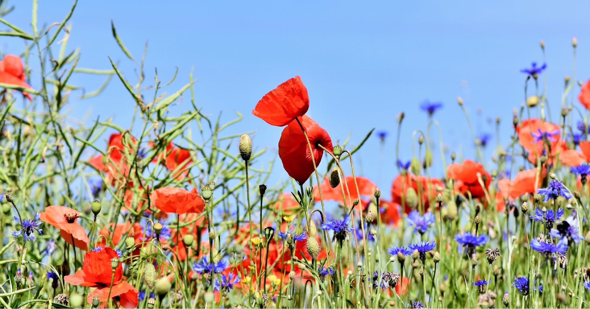 flower seeds.jpg