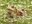 AmericanToad2026.jpg