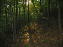 Morning sun streams through the trees