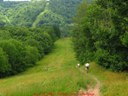 Along Log Cabin Hill