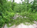 Lots of fallen trees down to Donnellville Road