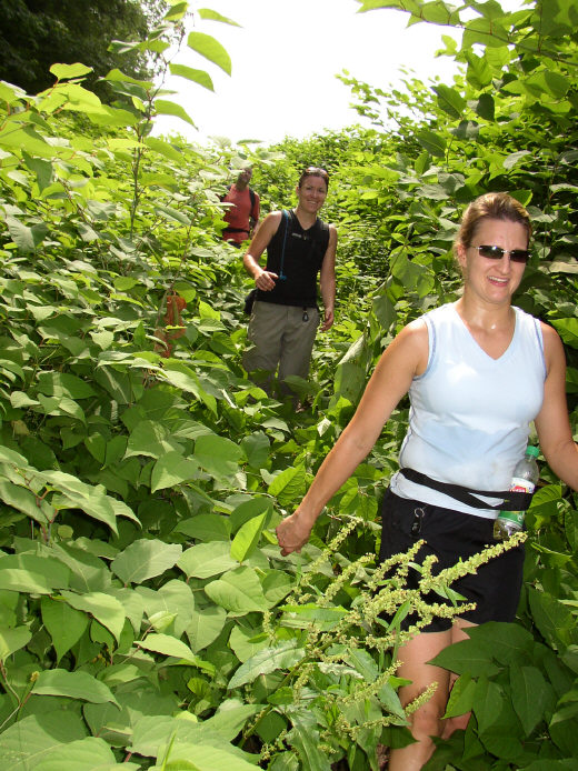 Through the knotweed jungle