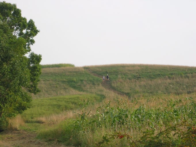 Runners approach the finish