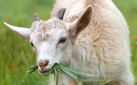 Goats on the Harmony Trail